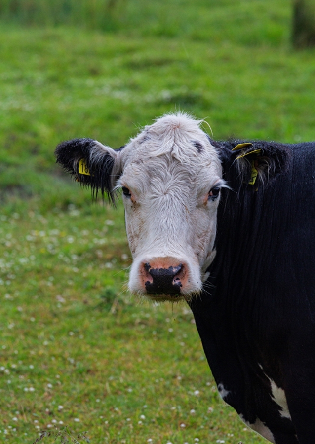 Un taureau sur les prairies de plage