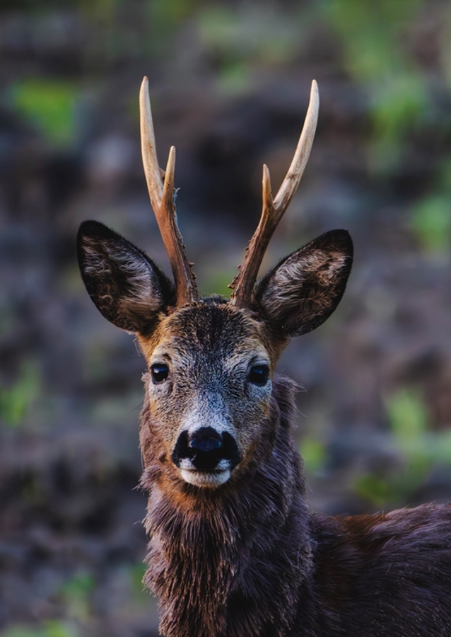 Roe deer in profile.