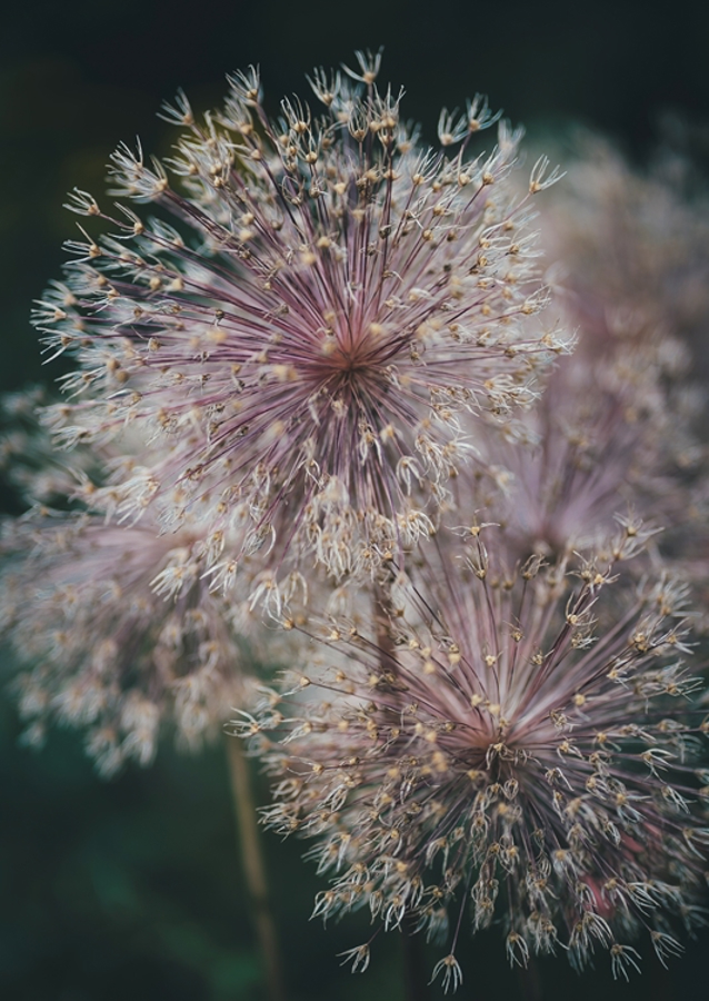 Mooie bloemen in de zomer