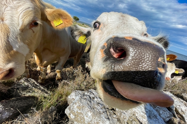 Poster: Vache (ork) - Gunnar