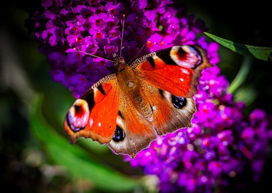 Pávie oko na motýľom kríku