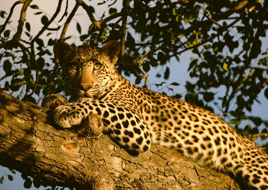 Leopard in a tree