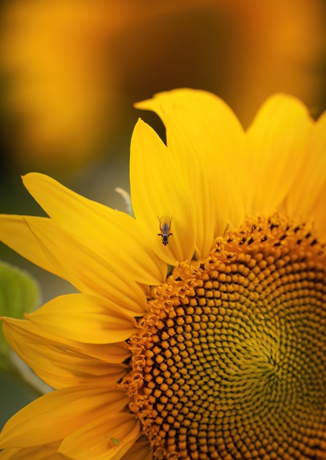 The sunflower and the fly