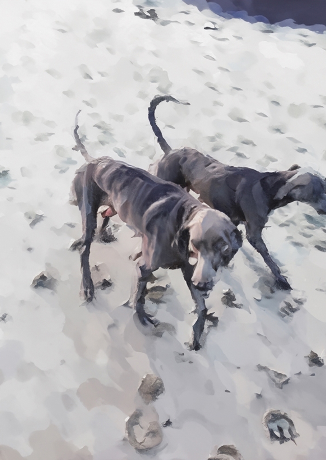Strandhundar/Beach dogs