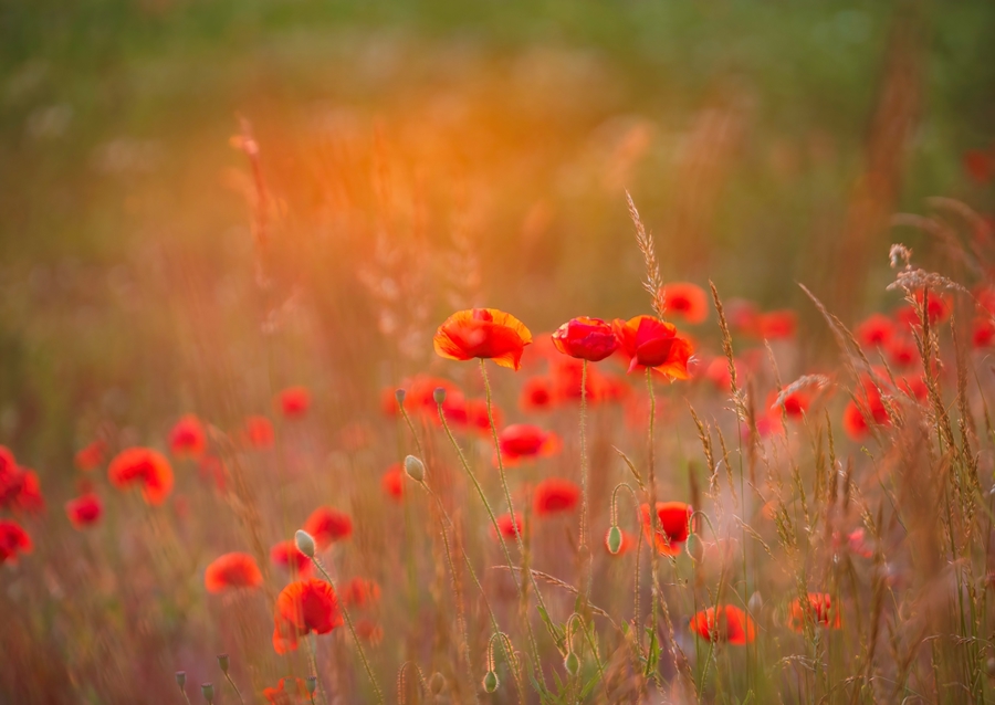 Makové pole při západu slunce