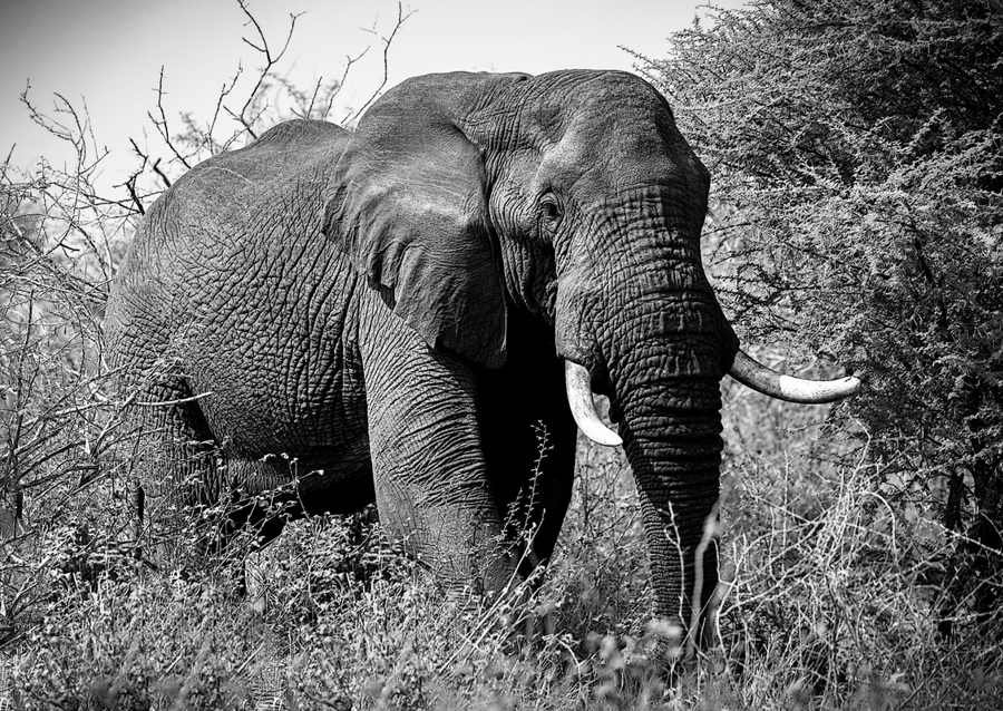 Elefante, bianco e nero