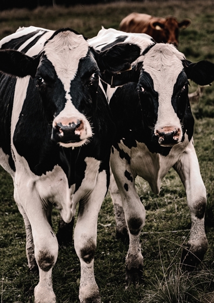 Poster: Curiosité et communauté - Johan Karlsson