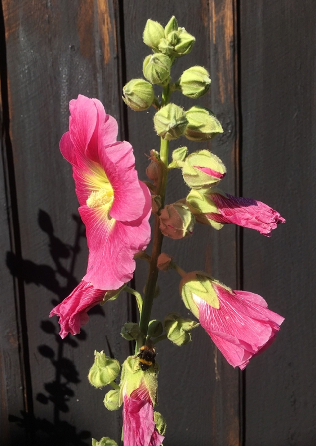 The hollyhock & the bumblebee