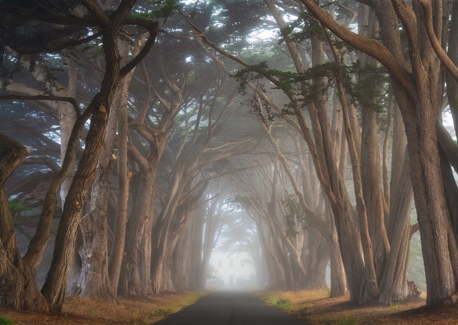 Zypressen-Baumtunnel Kalifornien