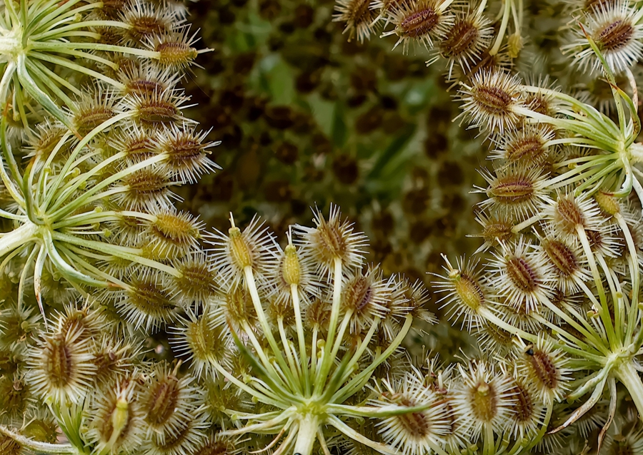 Wild Carrot seed head