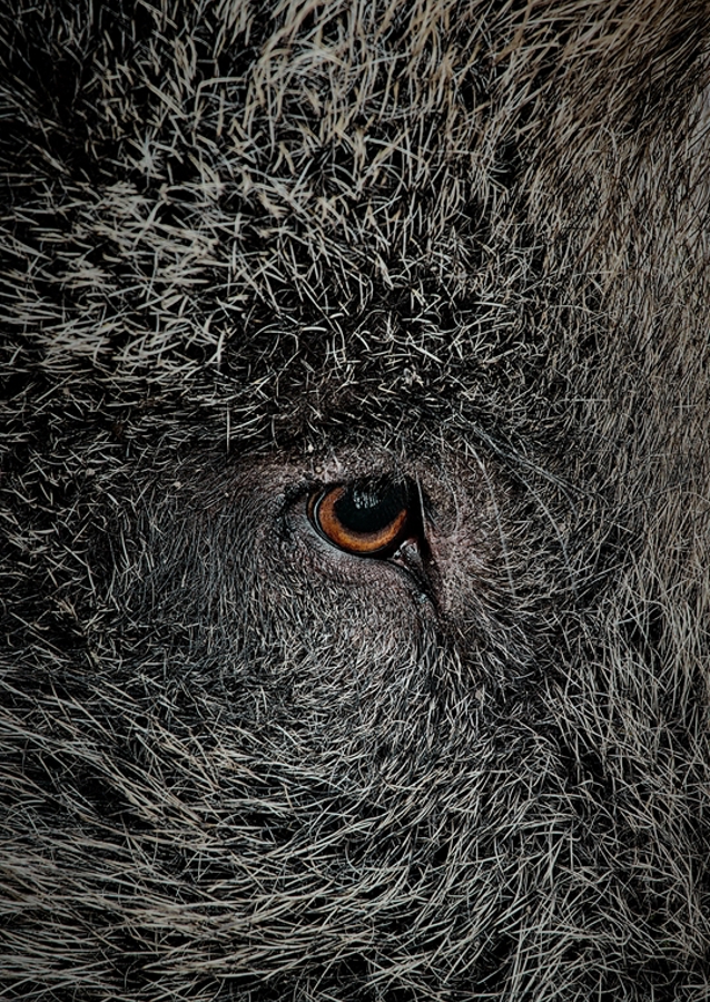 Eye of a black wild pig