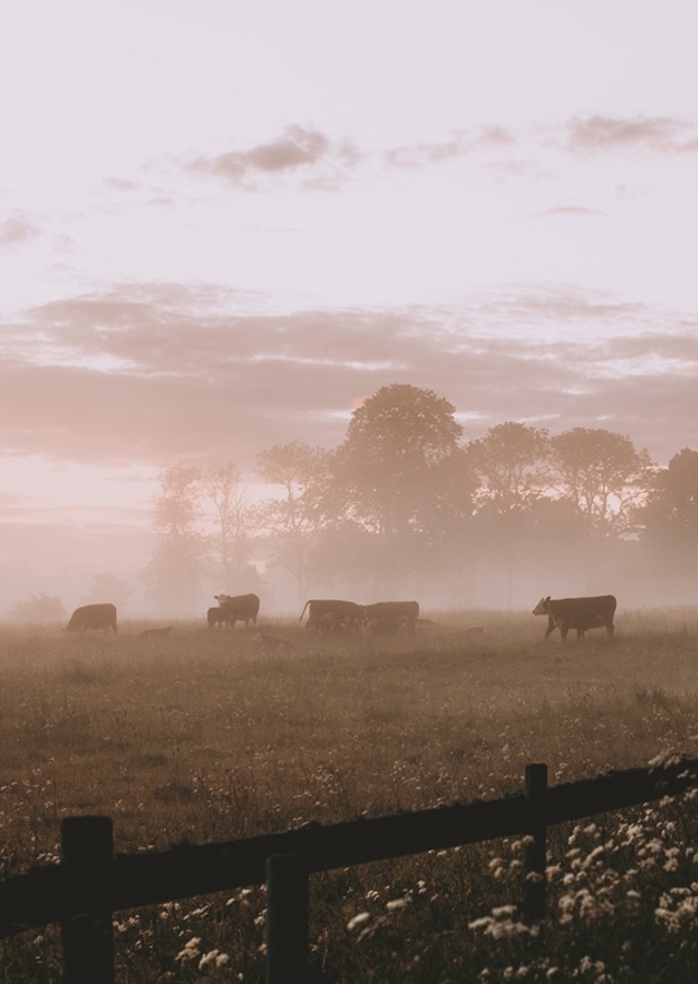 Midsommarnattsdröm 2