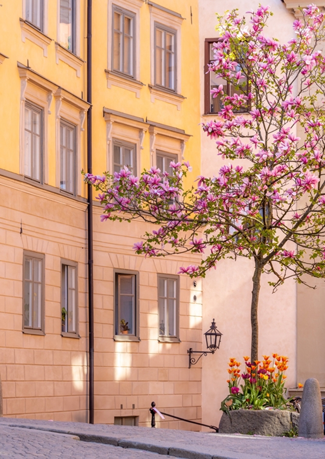 Magnolia Tree in Gamla Stan