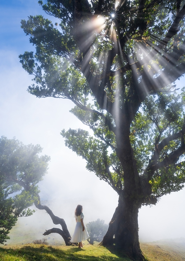 Unter dem Lorbeerbaum