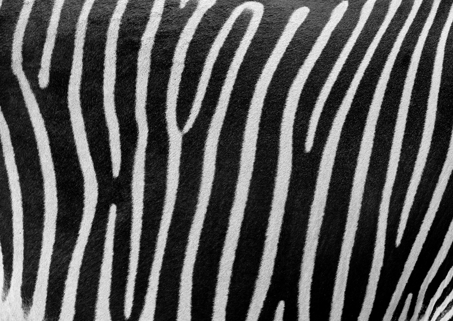 Zebra ränder