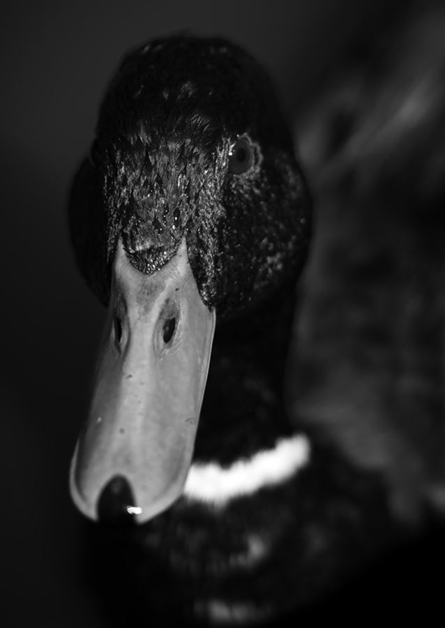 Dramatic Black-and-White Duck