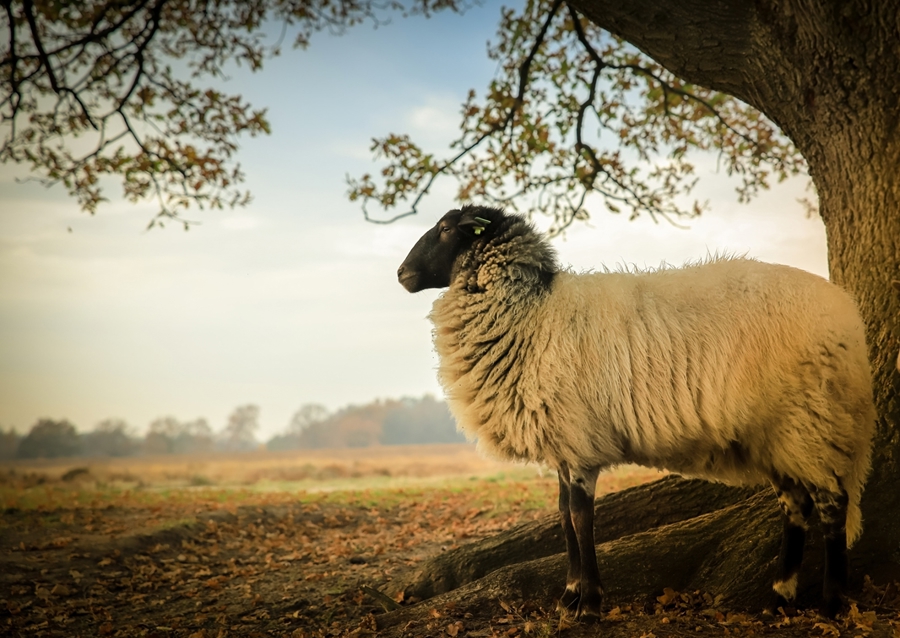 Drents Heideschaap op de heide