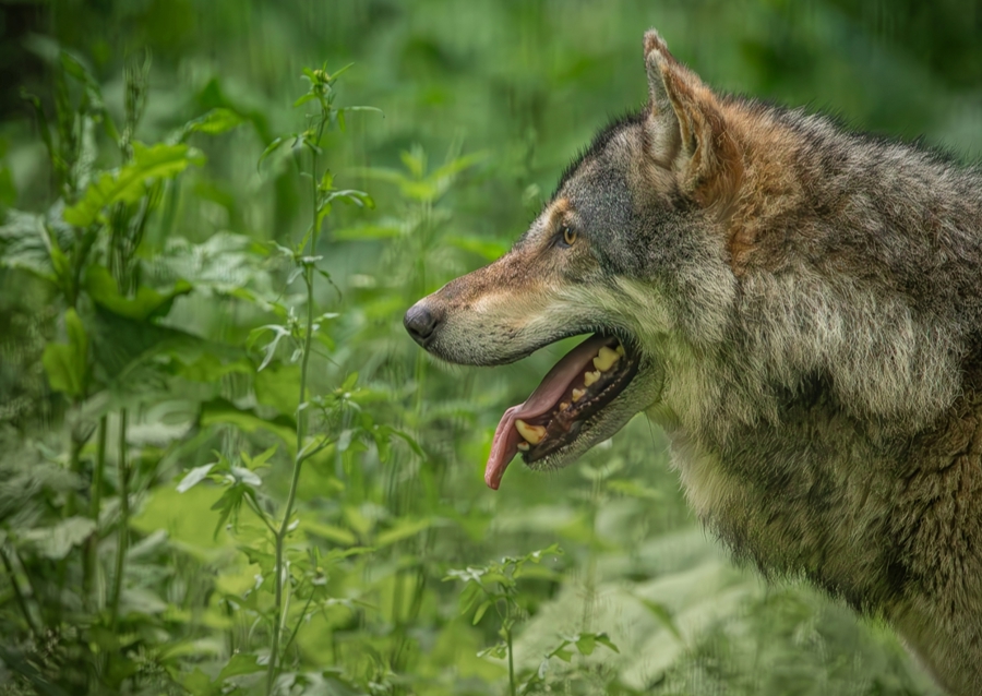 European Grey Wolf Portret