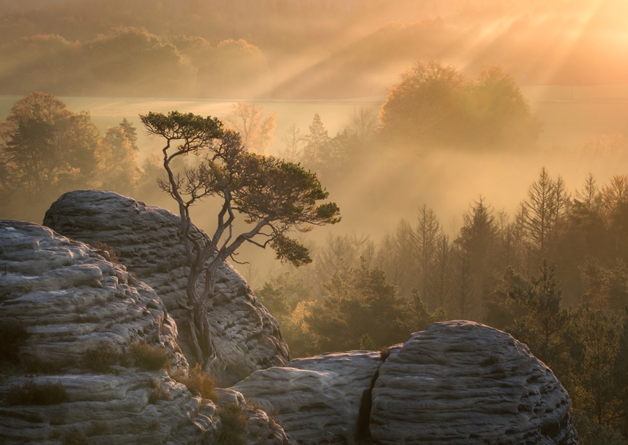 Kiefer Elbe Sandsteinsfjell