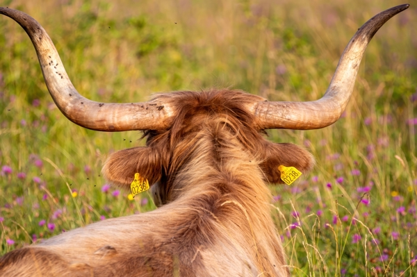 Poster: Bull - Niklas Grenliden