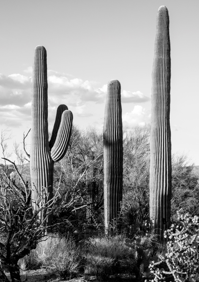 Saguaro Cacti