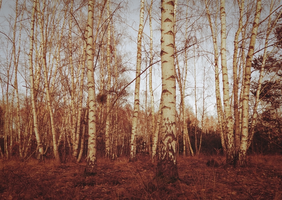 birch trees sepia calm mood