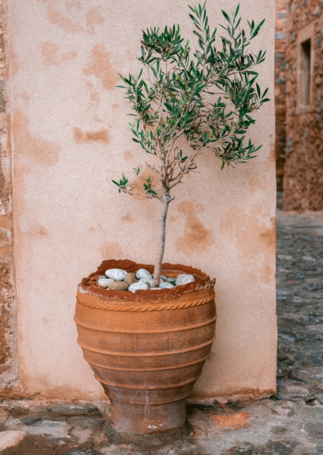 Oliventræ Grækenland