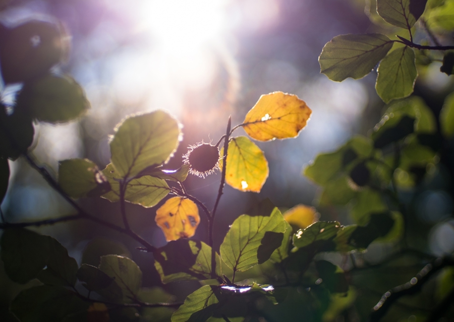 Sunny Autumn day in the forest