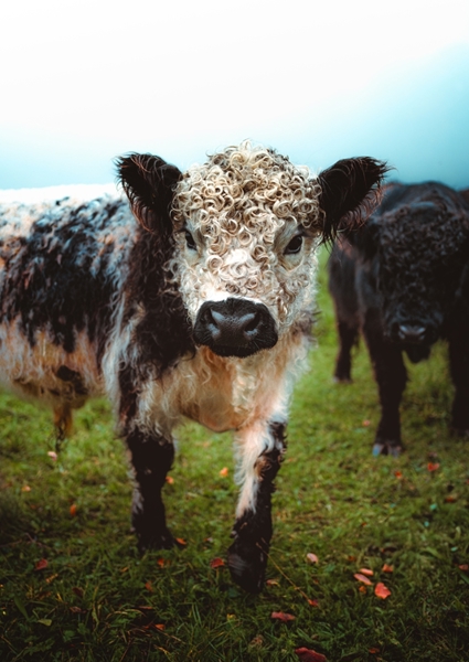 Poster: Avez-vous un moment pour réfléchir à . - Felix Lohberger