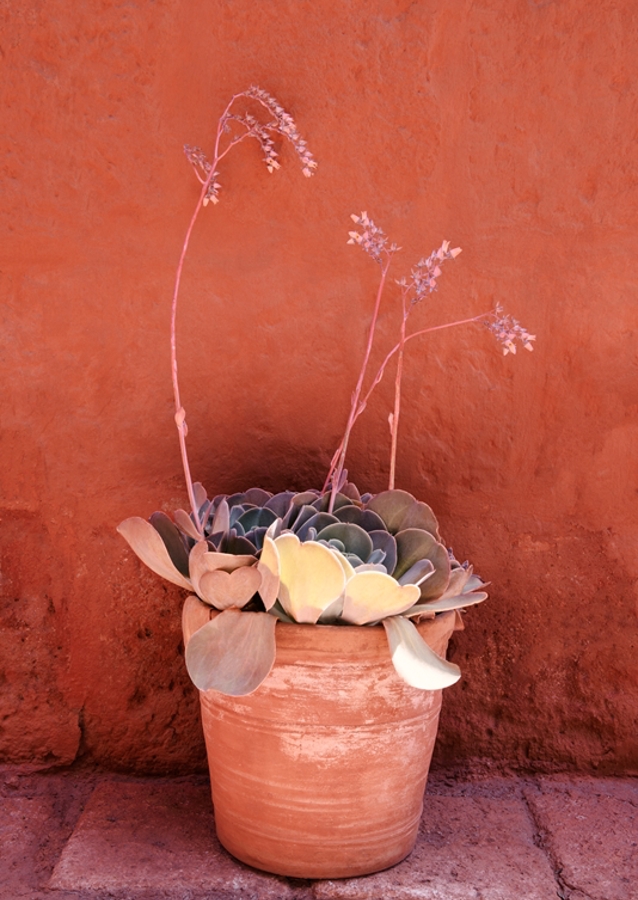 Terracotta Plant
