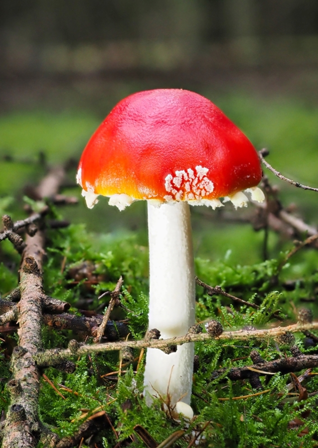 Ein Fliegenpilz im Wald 