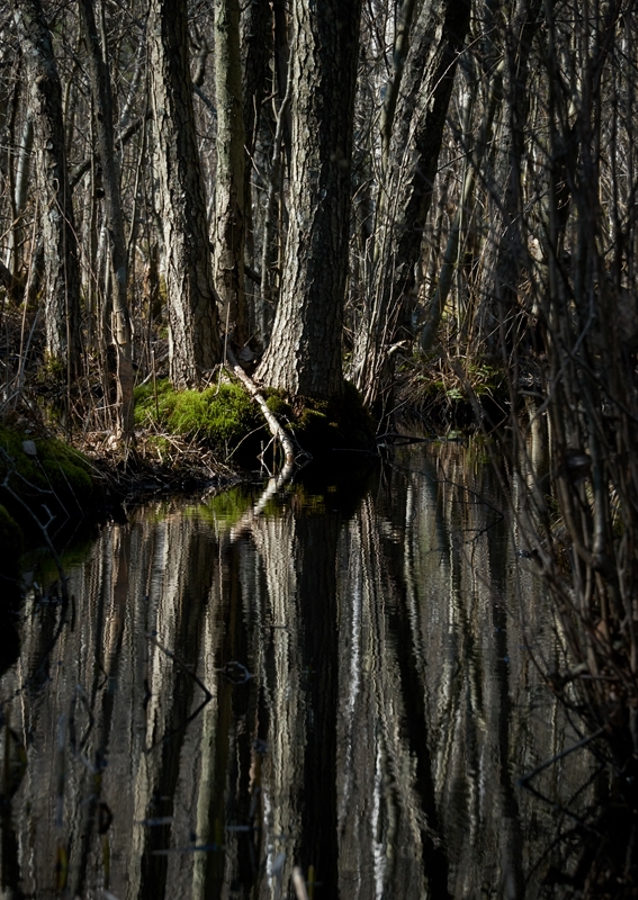 La simetría del árbol