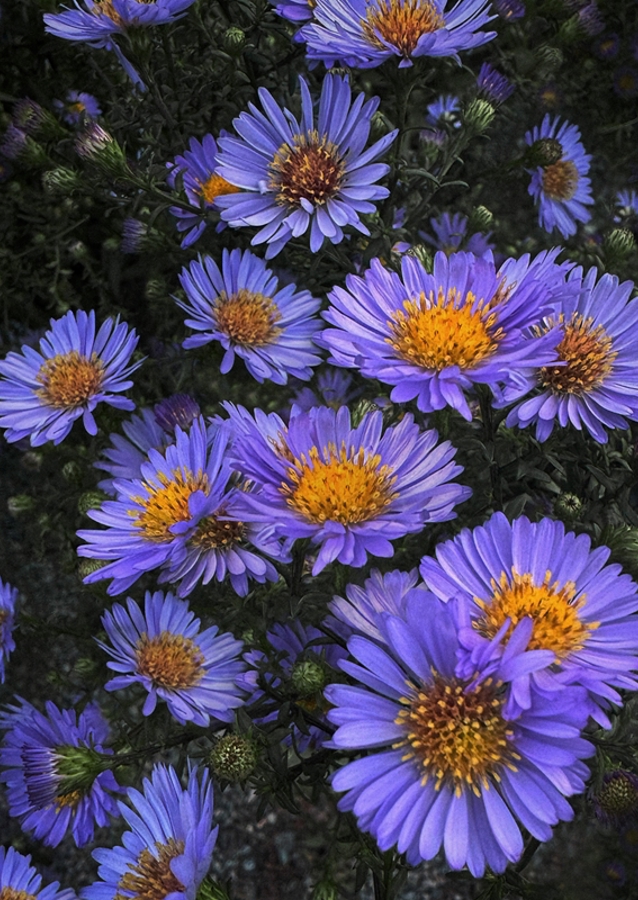 Lila blommor i skymning