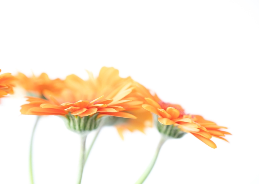 Minimalist daisy flowers