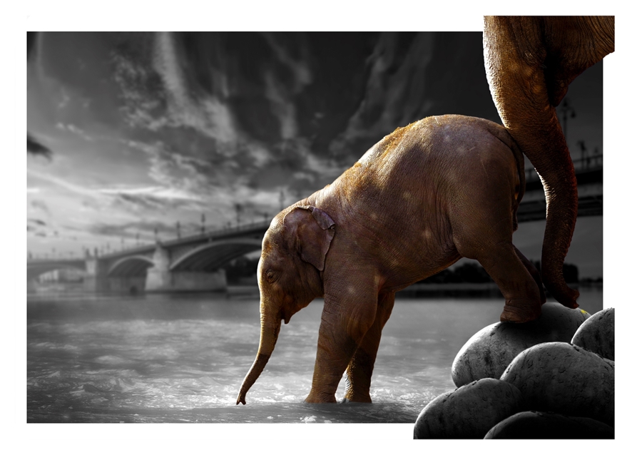 Sloní procházka po vodě