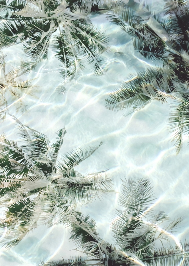 Sunny Palm Reflections