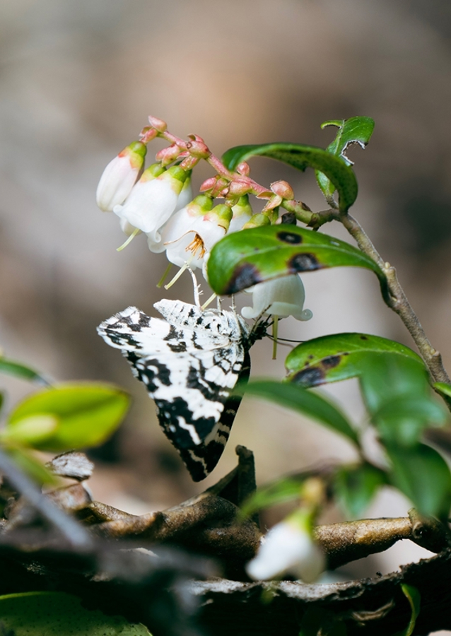 Spotted Butterfly on Bloom