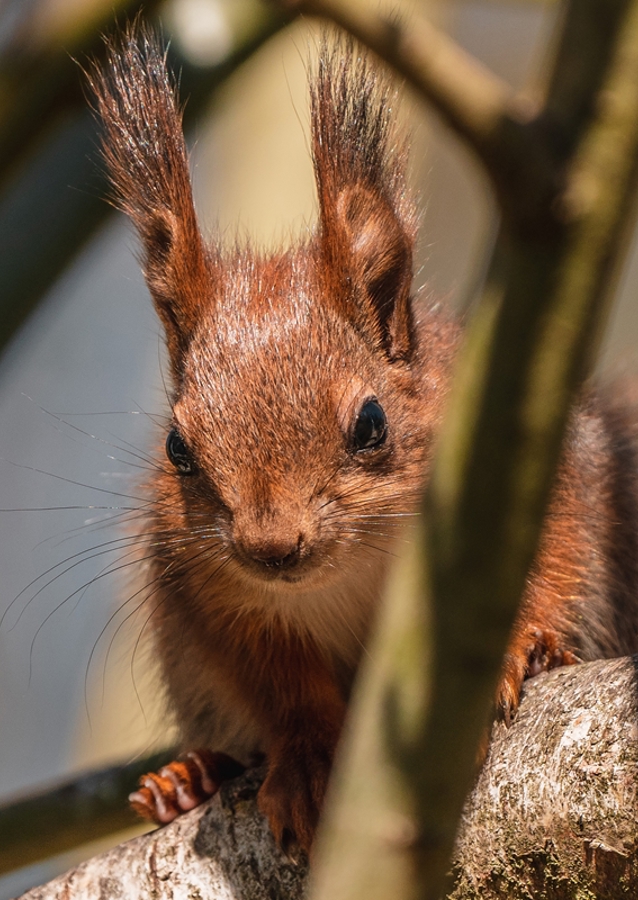 Ostražitá veverka v lese