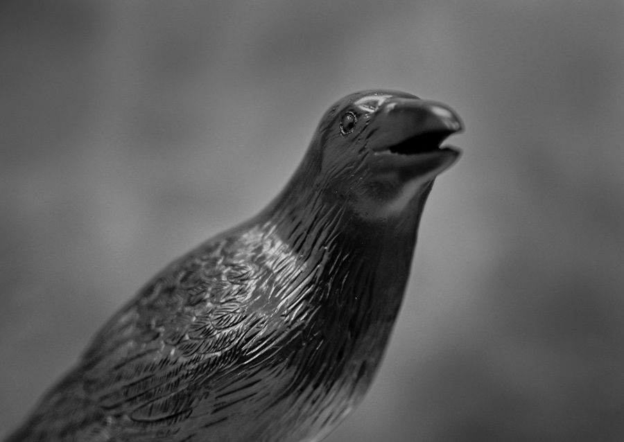 Schwarzer Rabe vor stürmischem Hintergrund