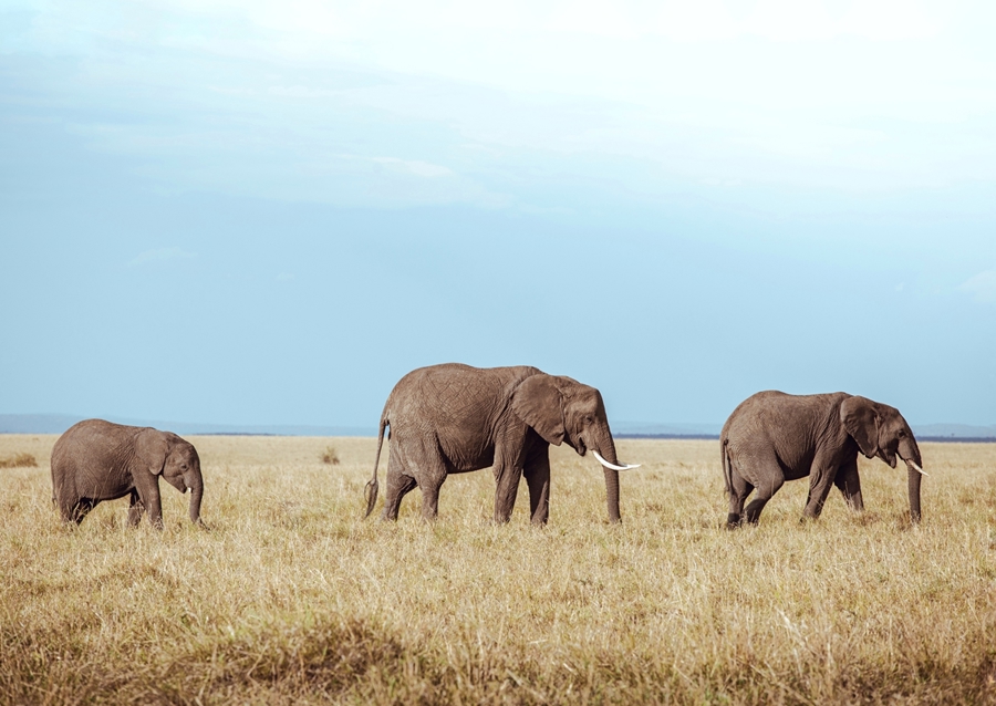 Elephant family in Safari 