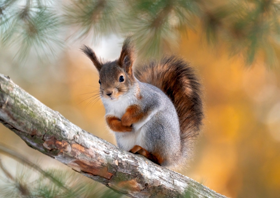 Squirel on pine branch