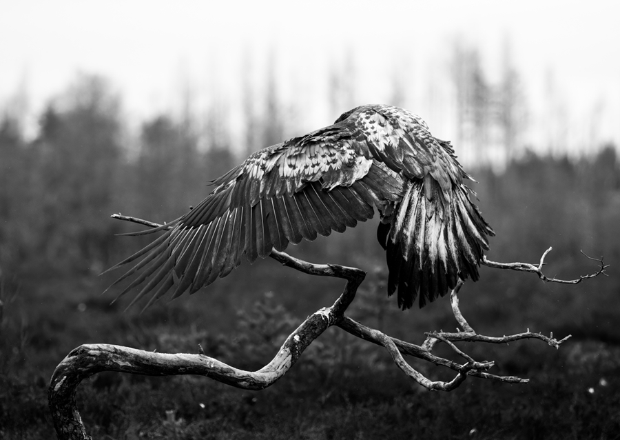 A védőszárnyak fensége