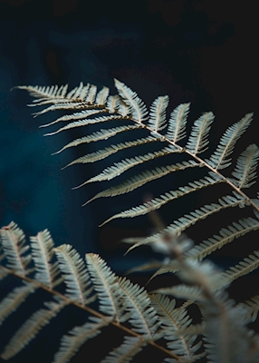 Poster: Født ud af mørket