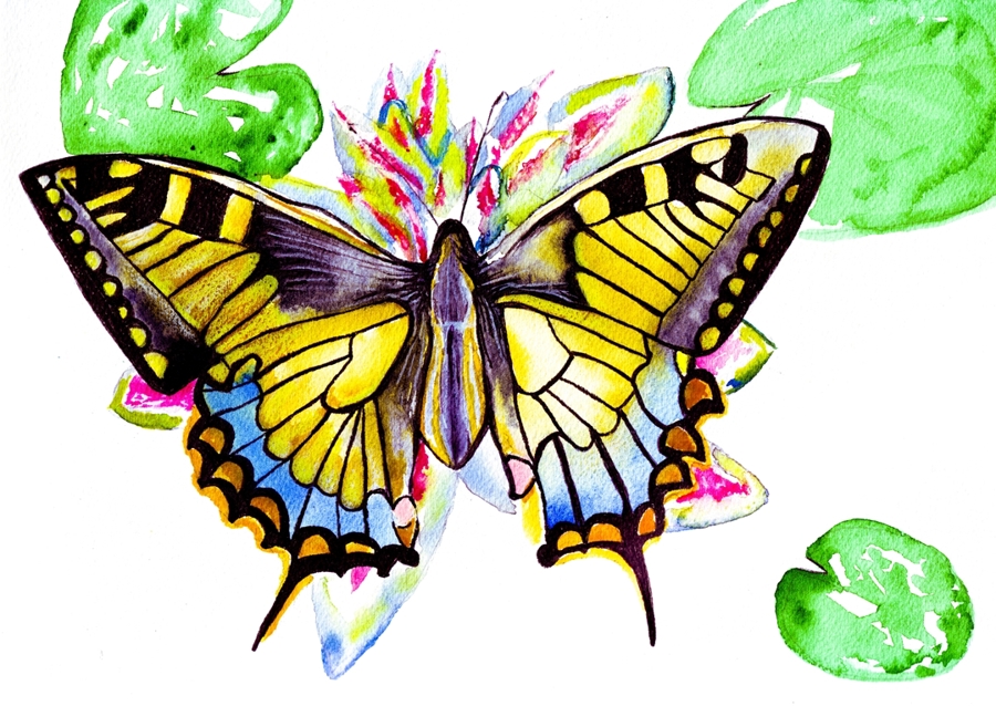 Butterfly and Water Lilie