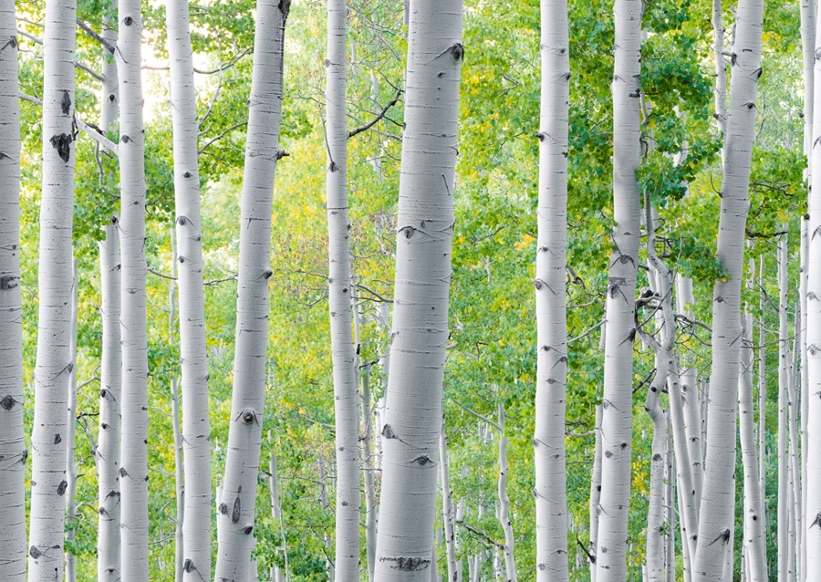 Silent Birch Grove