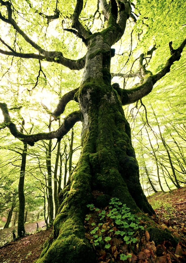 Géant majestueux de la forêt