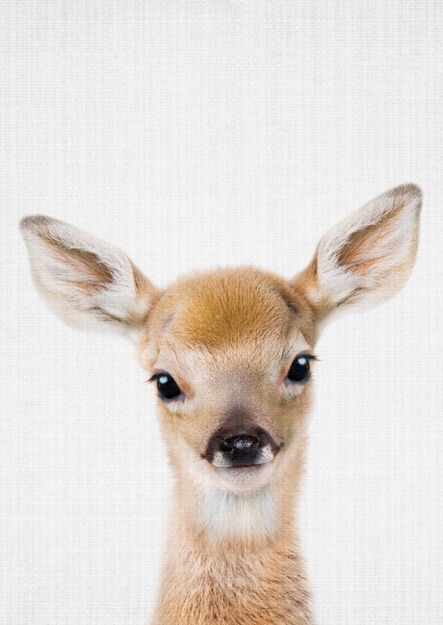 Fawn's Gentle Gaze