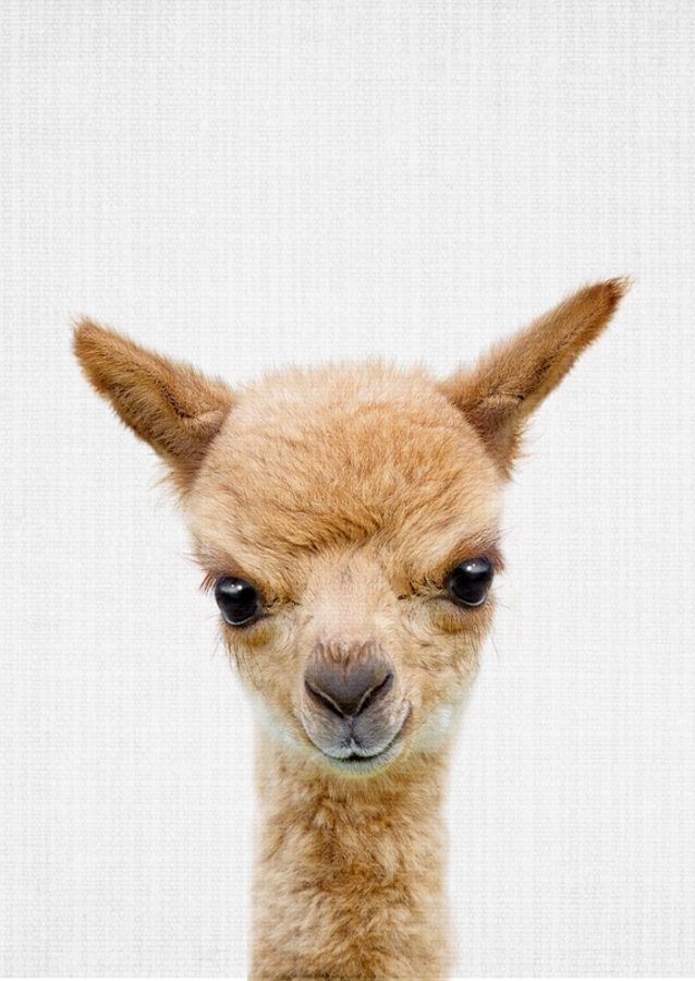 Alpaca Stare