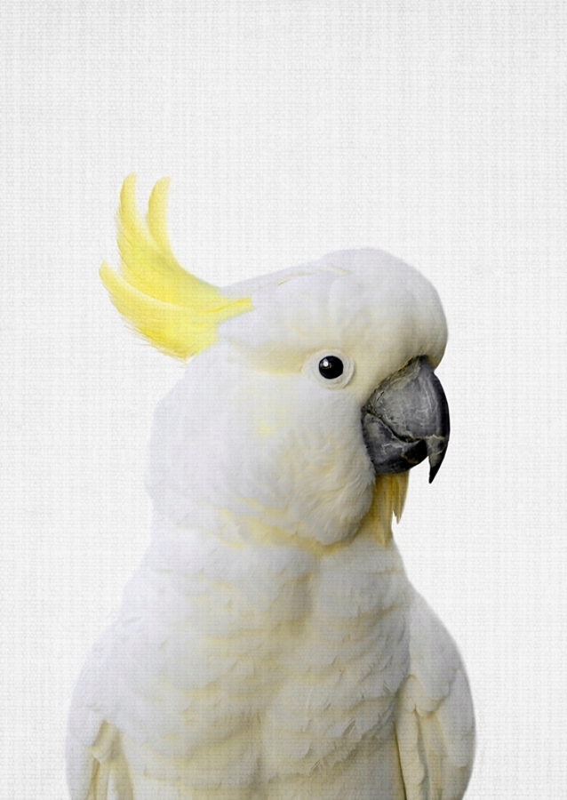Cacatua majestosa