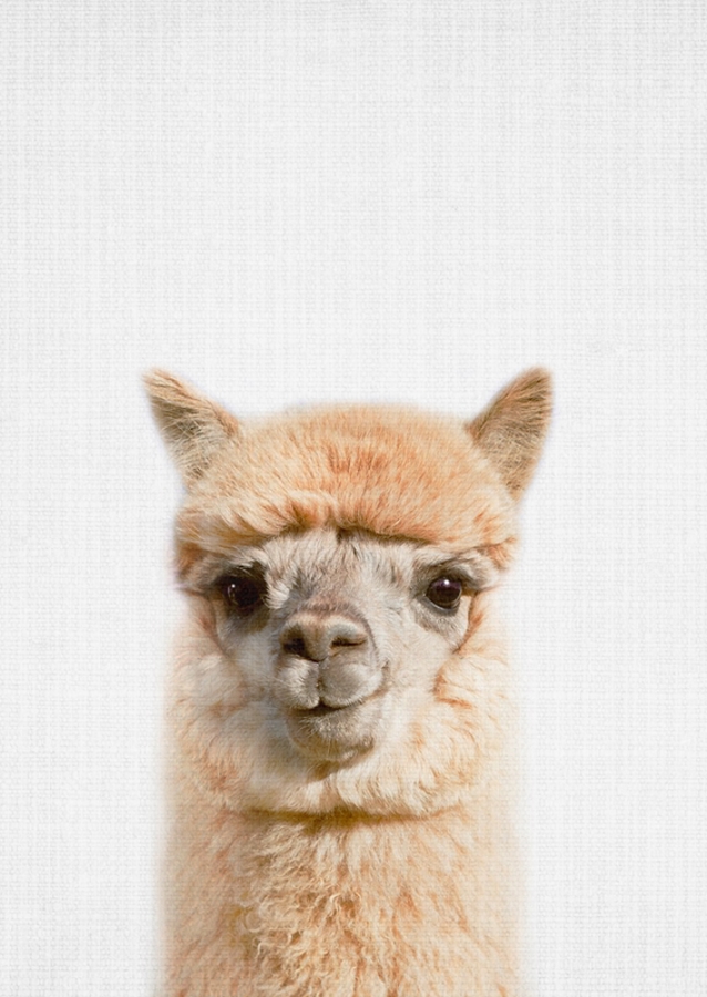 Alpaca Gaze